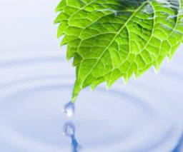 Leaf in Water