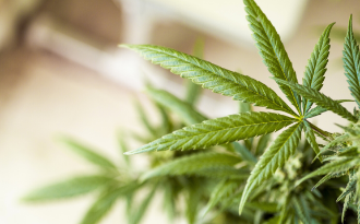 Green New Tax – How a Corporate Tax Hike Will Hurt the Cannabis Industry image Article Image