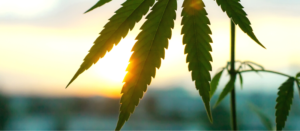 cannabis leaf sunset