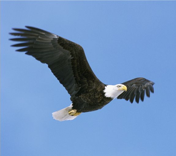 eagle