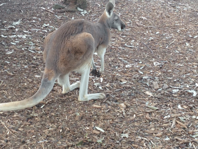 kangaroo