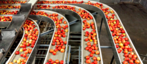 Clean and fresh gala apples on a conveyor belt in a fruit packaging warehouse