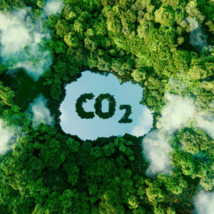 A dense green forest with a CO2 symbol depicting Carbon footprint.