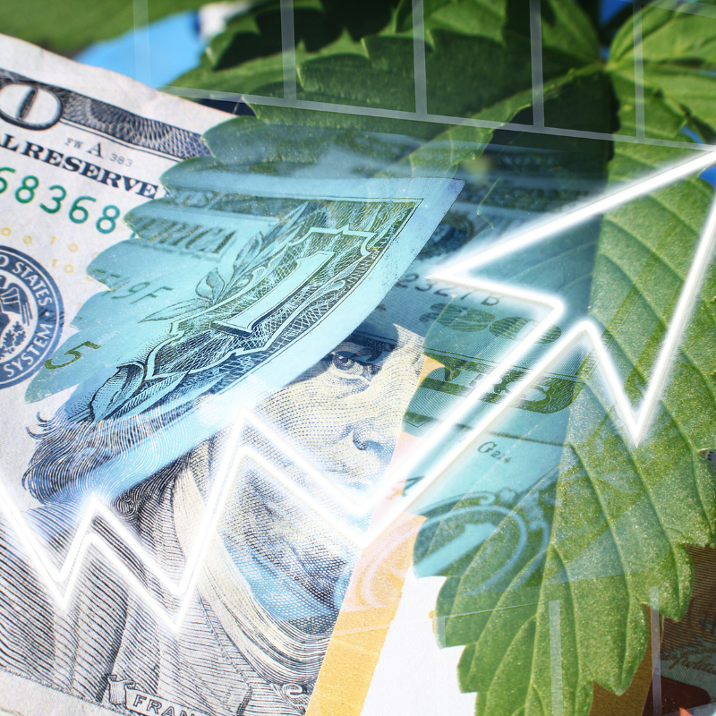 cannabis business