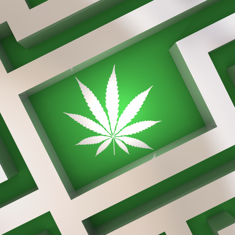 cannabis leaf in a maze