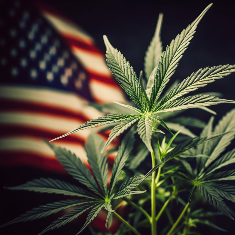 american flag with cannabis leaf
